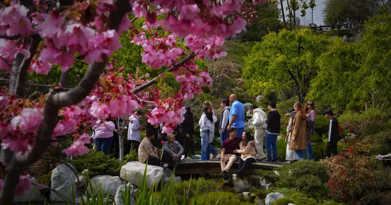 Cherry blossom fever: thousands celebrate San Diego's annual festival at the Japanese Friendship Garden