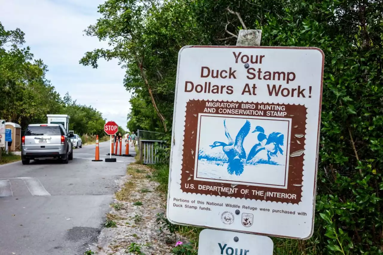 Is It a Crime to Submit Non-Duck Designs to the Federal Duck Stamp Art Contest?