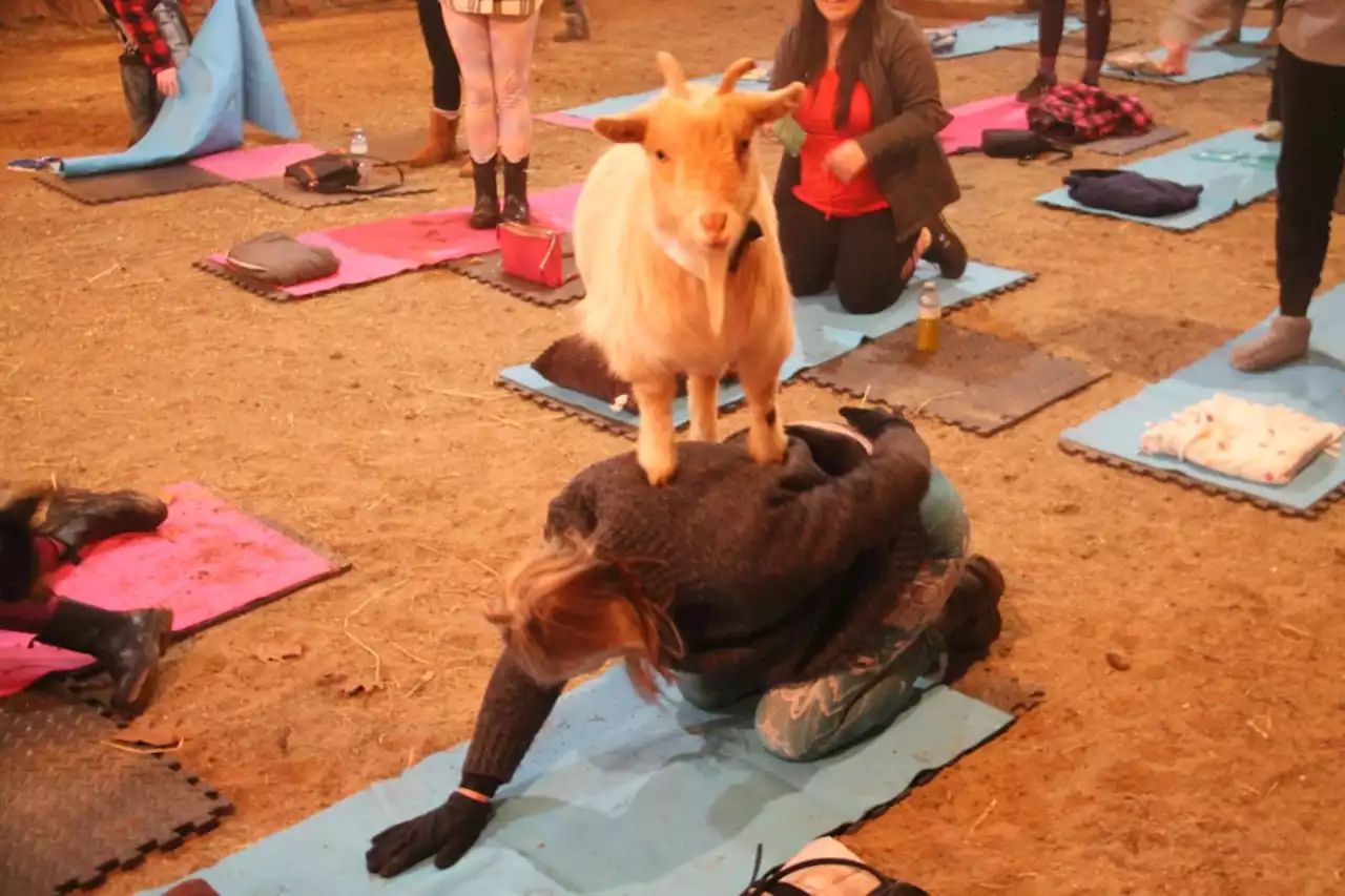 Goat yoga sessions taking place at Echo Bay farm