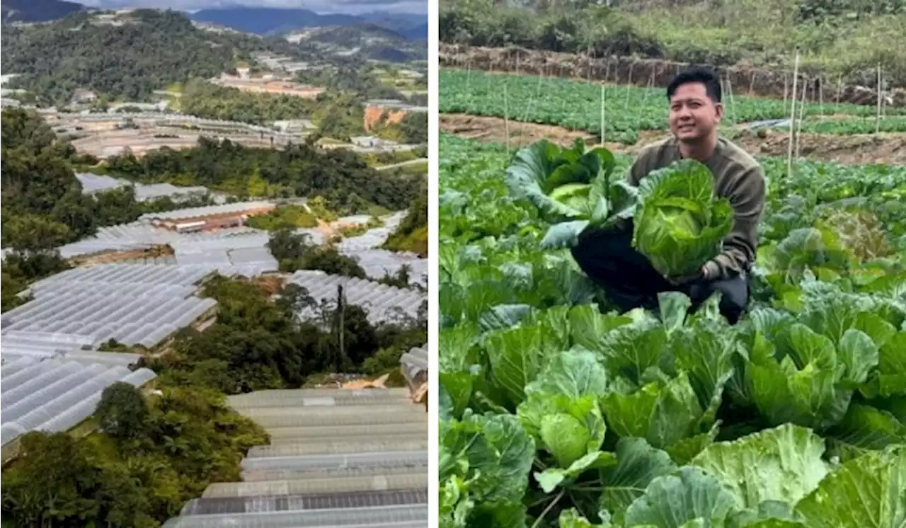 Cameron Highlands Young Farmer Is Rich With RM400k Monthly | TRP