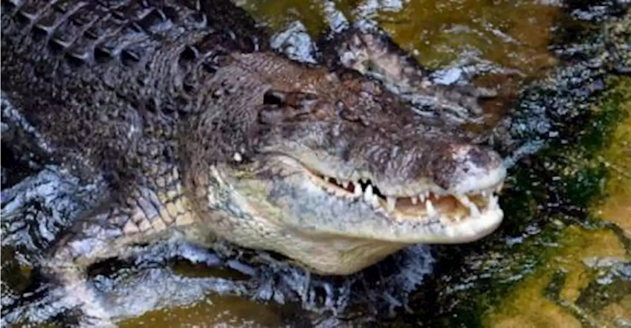 Man attacked by crocodile while taking ablution
