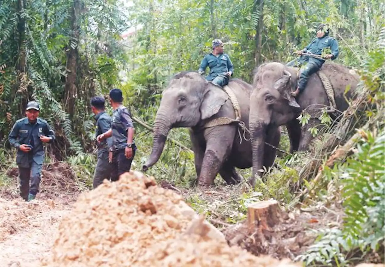 Operasi tangkap, pindah gajah sesat lancar