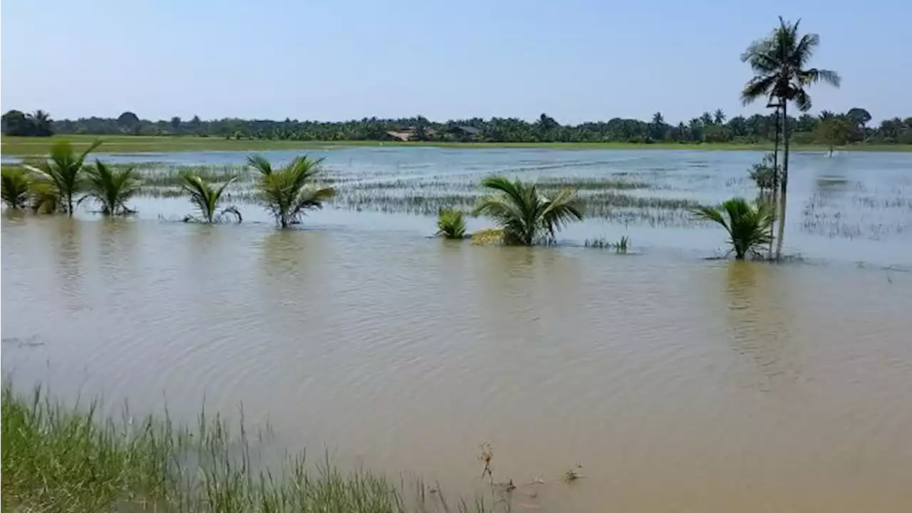 Pesawah rugi RM300,000 kerana bah