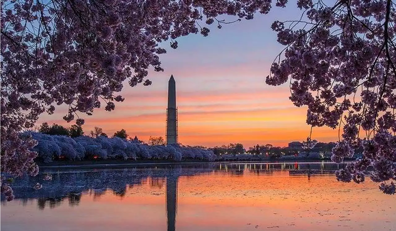 Metro rolls out two buses, six-car train decorated with cherry blossoms to celebrate spring