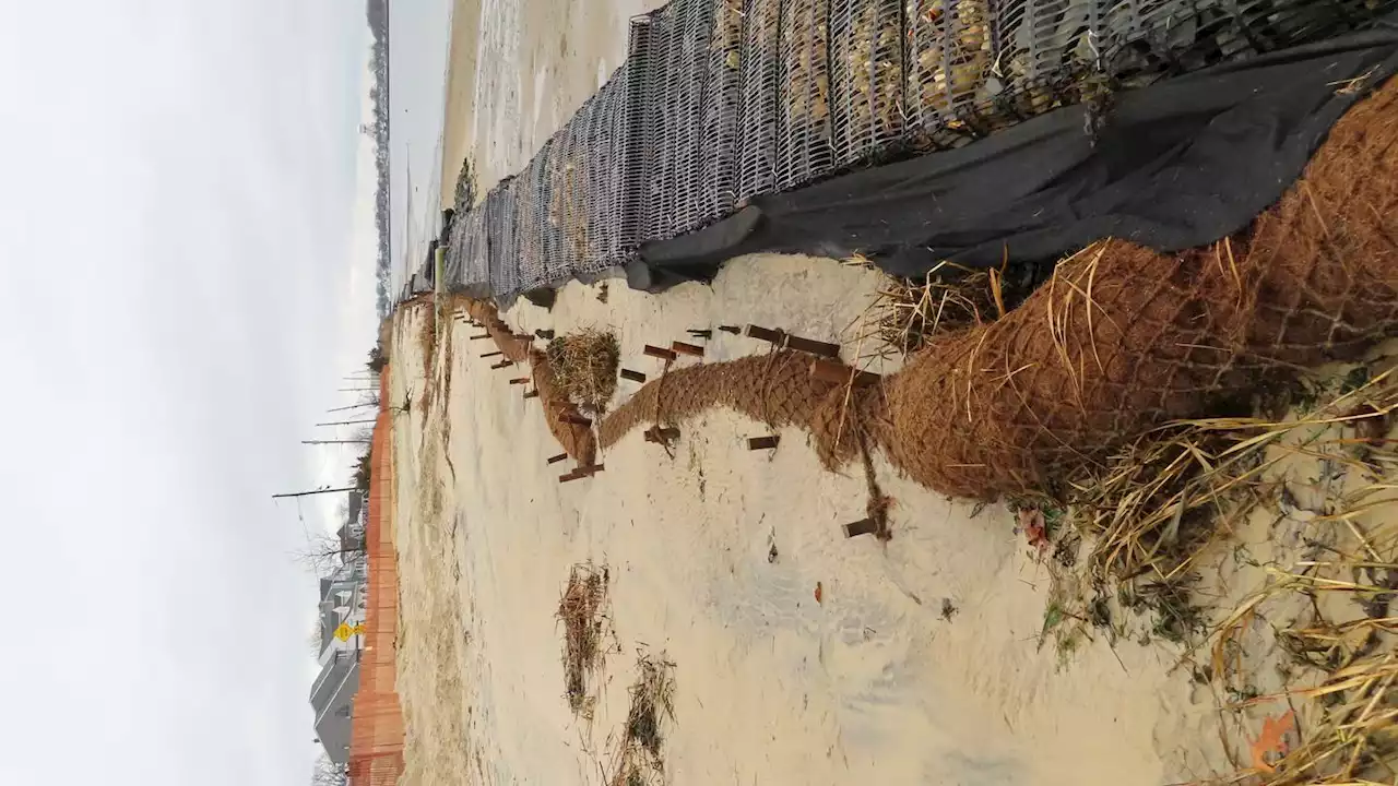 It's natural: Coconuts become tool in shoreline protection