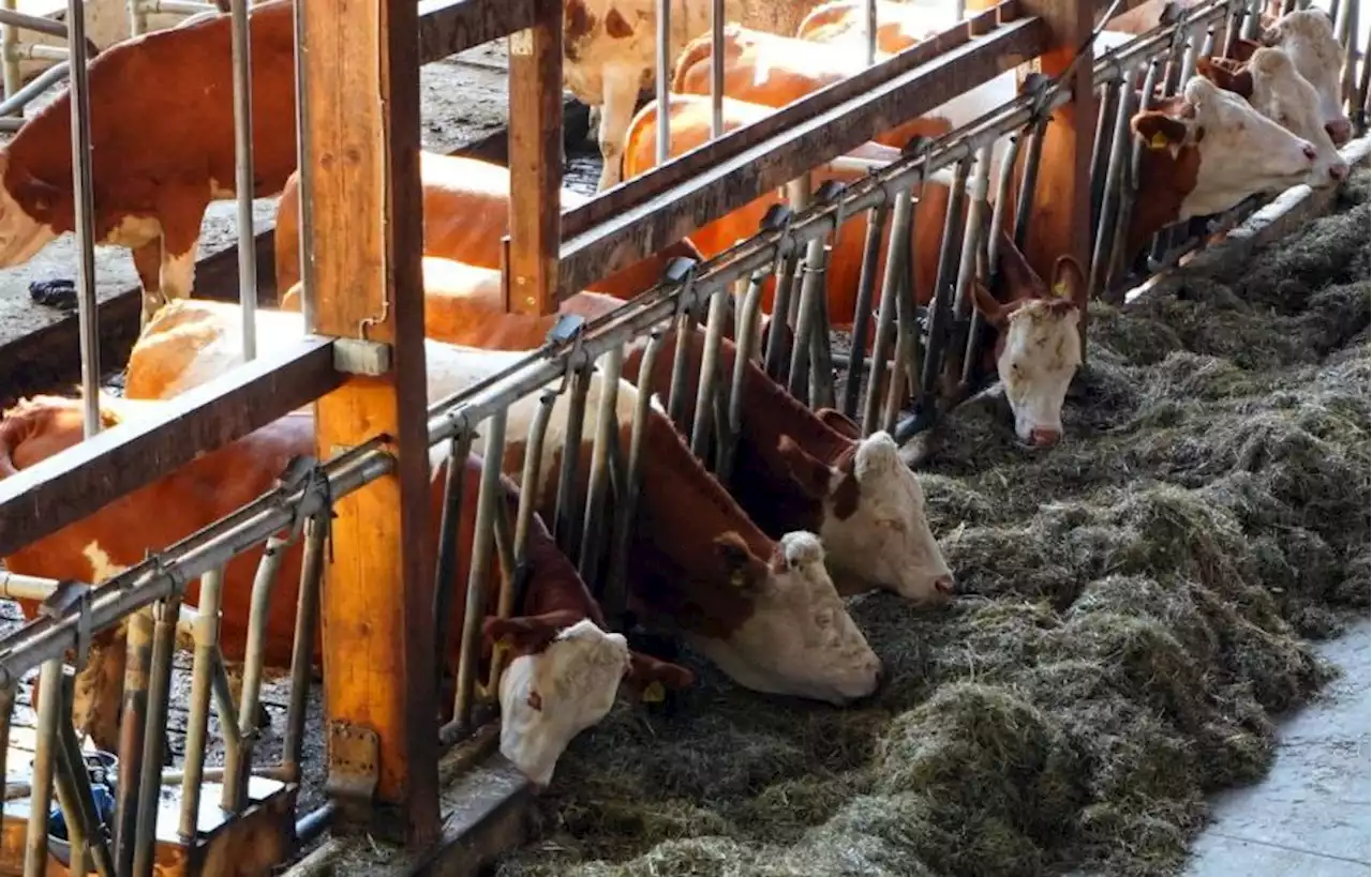 Des centaines de vaches et veaux retiré d'un élevage de Seine-Maritime