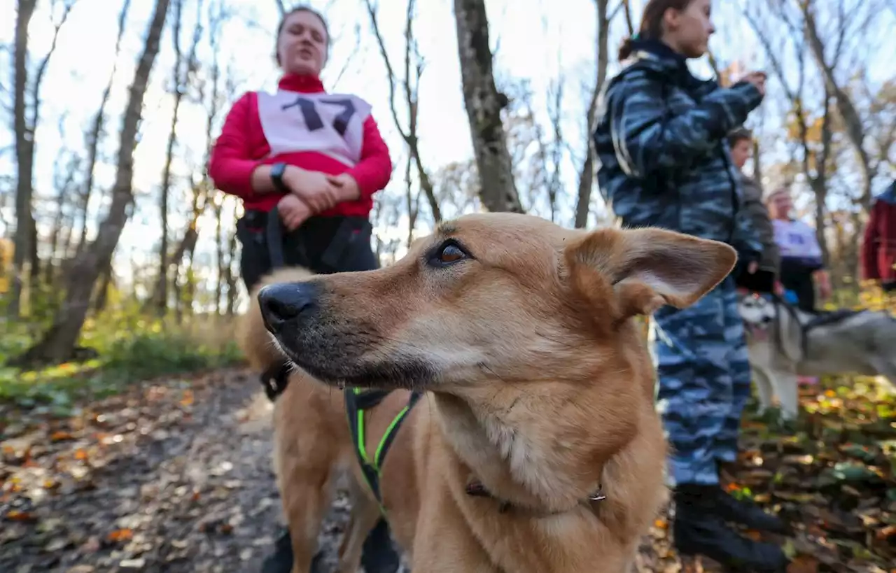 La « sidération » du monde du canicross après la mort de trois chiens en compétition