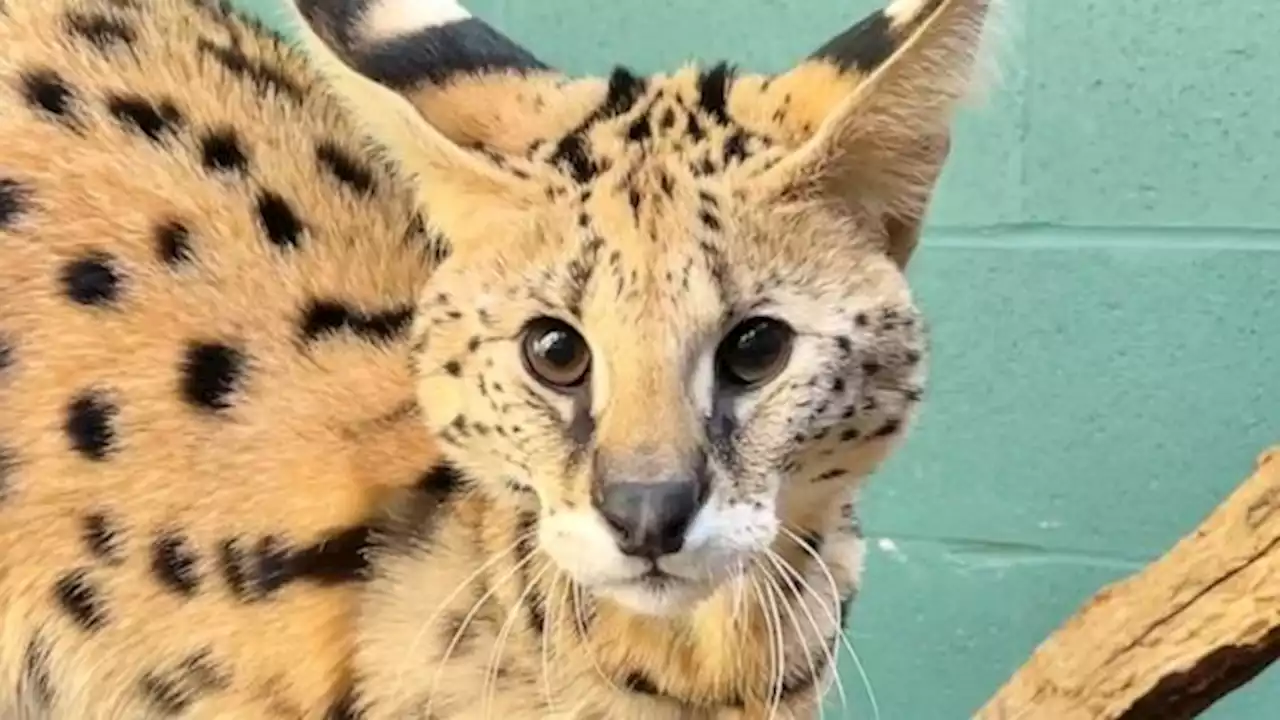 Wild cat in care at the Cincinnati Zoo after testing positive for cocaine