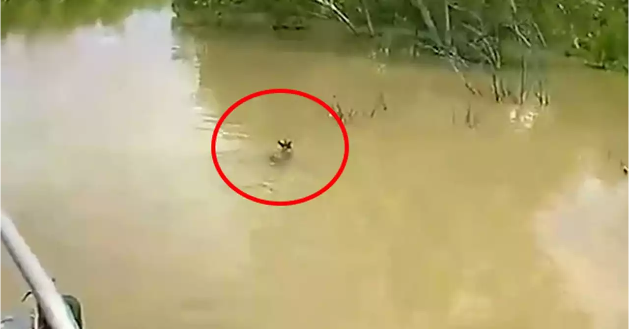 Kangaroo joey rescued from croc-infested floodwaters