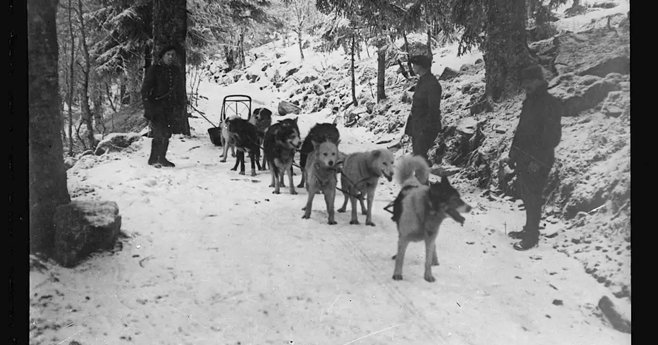 The story of the Alaska sled dogs that helped the French in World War I