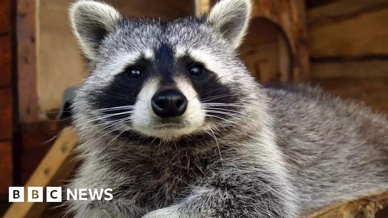 Northumberland Zoo mourns loss of oldest raccoon, Bert