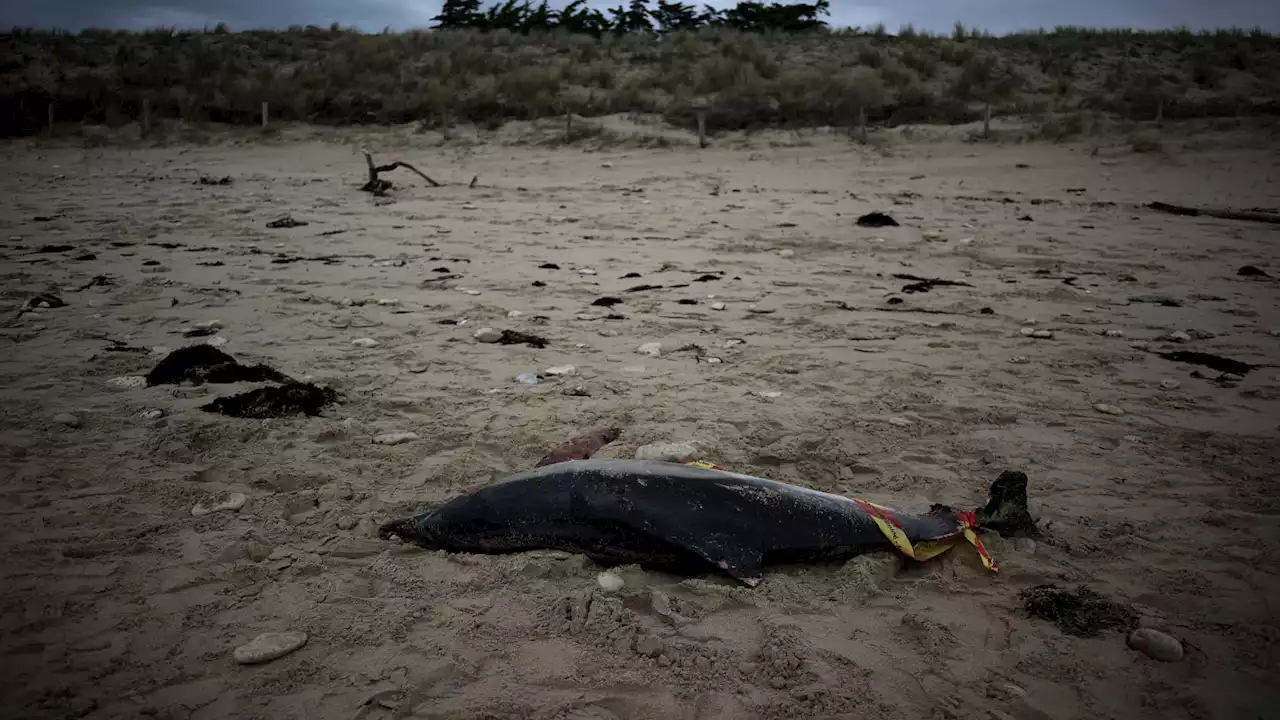 Nouvel échouage 'massif' de dauphins sur la côte Atlantique