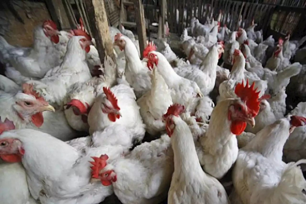 Harga Ayam Anjlok, Peternak Demo ke Komnas HAM