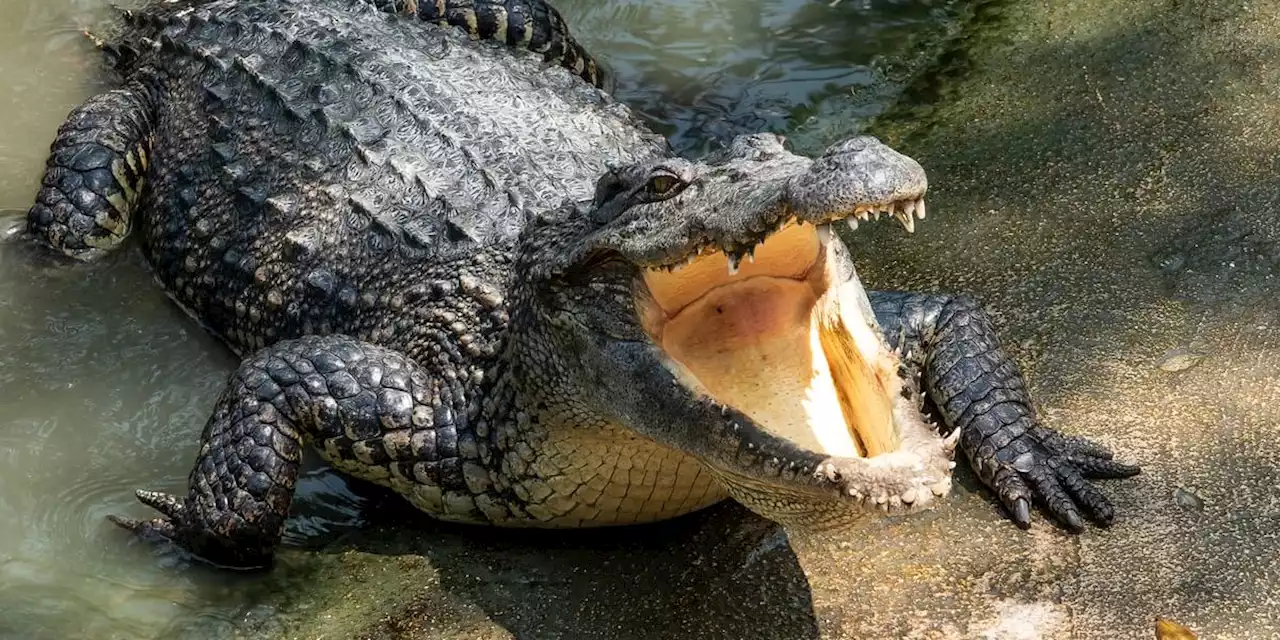 Nach Überschwemmungen in Queensland: Krokodile in den Fluten