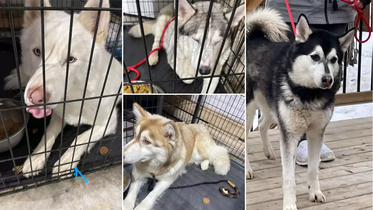 ‘Horror and digust:’ Ottawa Valley woman charged with animal cruelty after 38 dogs rescued