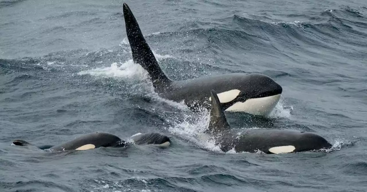 Scottish orca scene in new David Attenborough series gives viewers 'goosebumps'