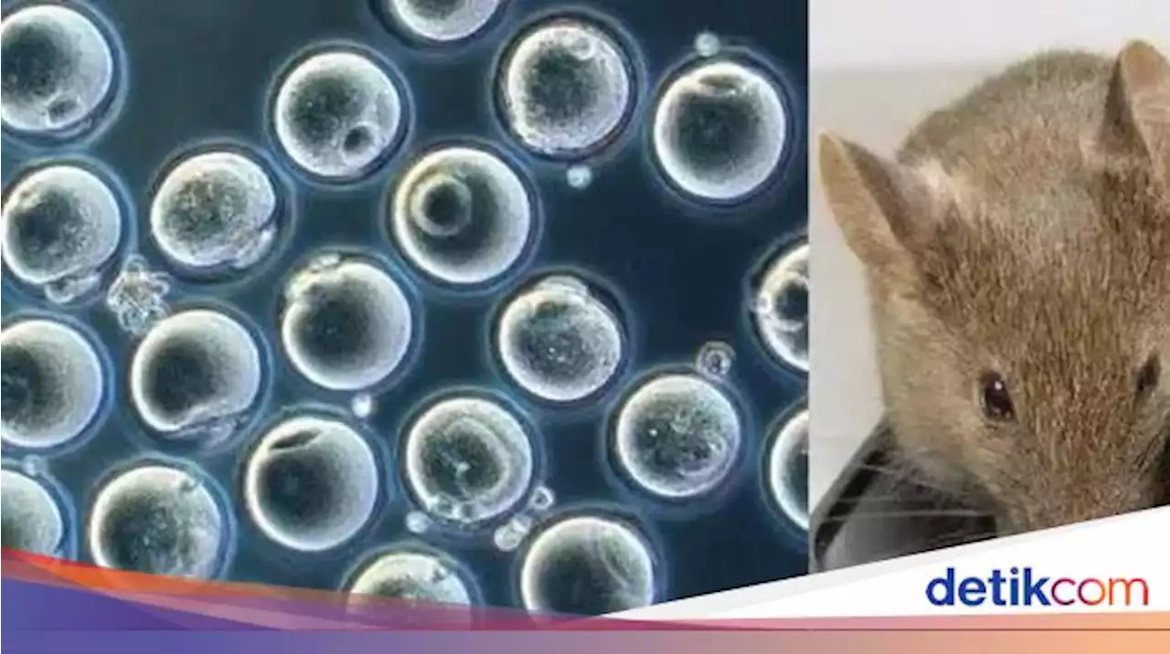 Tikus Rekayasa Genetika, Lahir dari 2 Induk Jantan