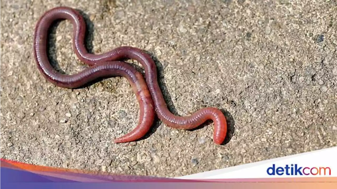 Viral 'Hujan Cacing' Terjadi di China, Ternyata...