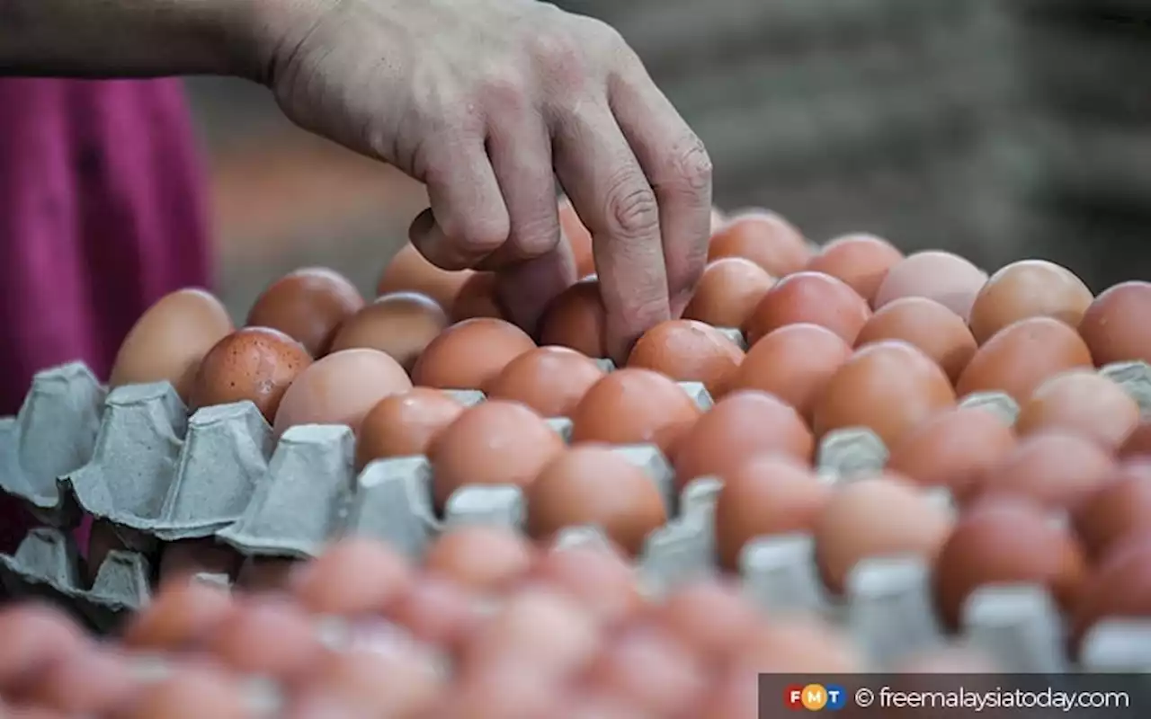 Kerajaan tak tanggung kos import telur ayam