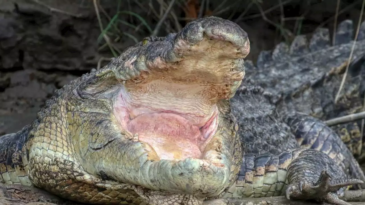 Famous 14-foot crocodile goes missing in Australia river, considered dangerous