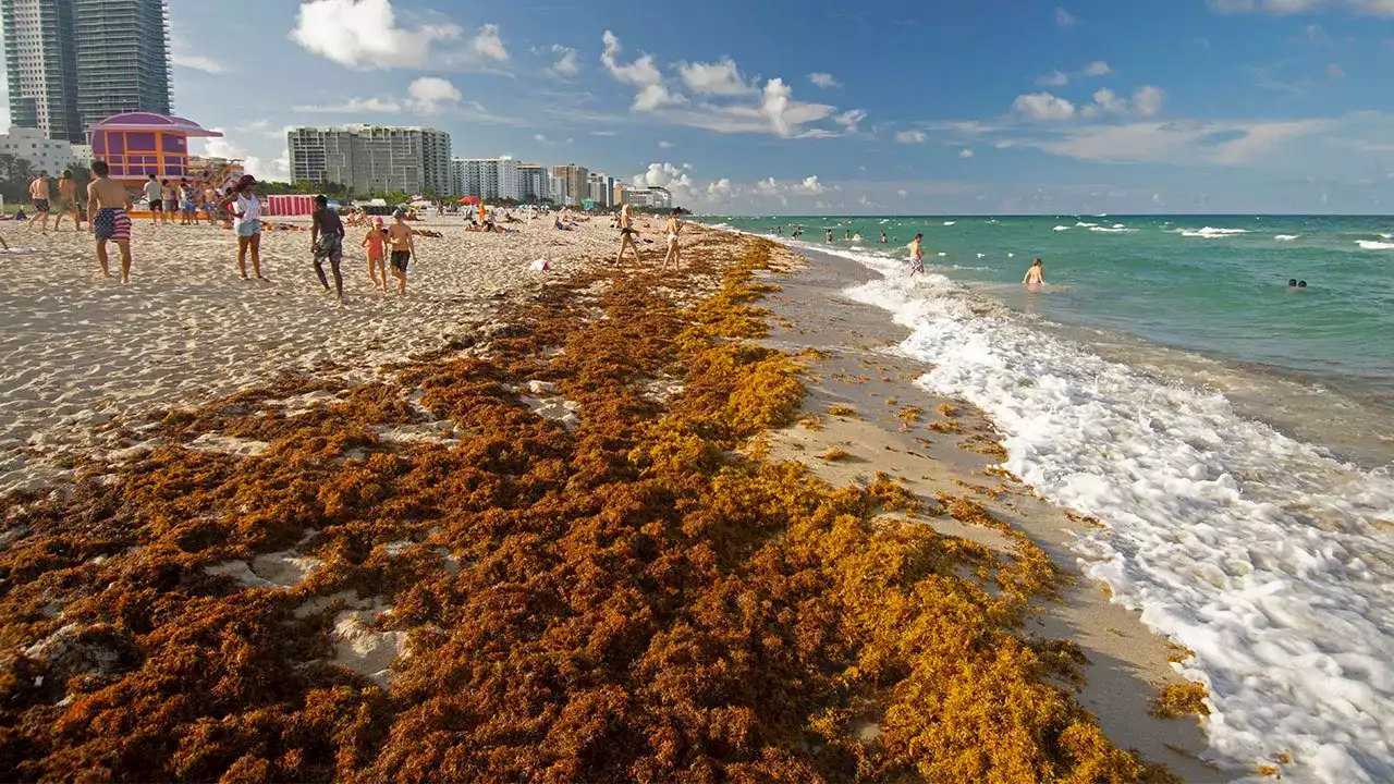 Giant blob of seaweed twice the width of US taking aim at Florida, scientists say