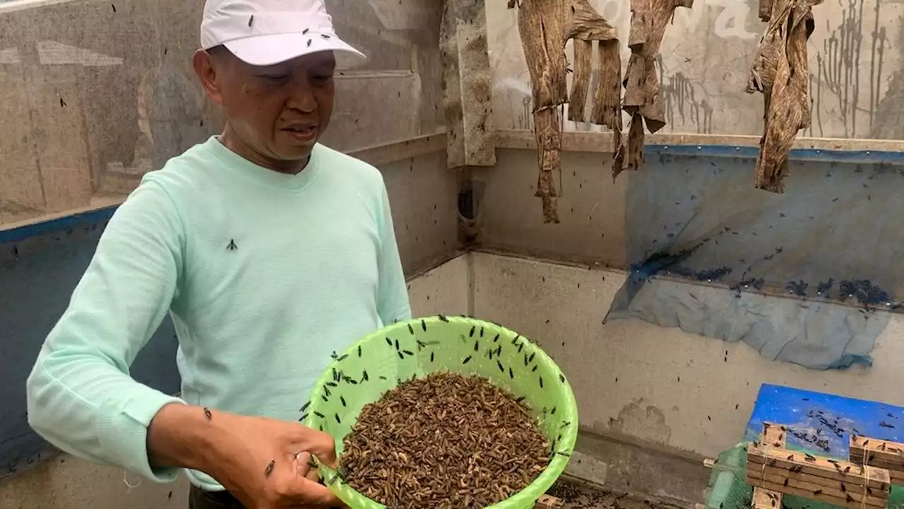 Tangsel Lirik Budidaya ”Maggot” untuk Solusi Atasi Sampah Organik