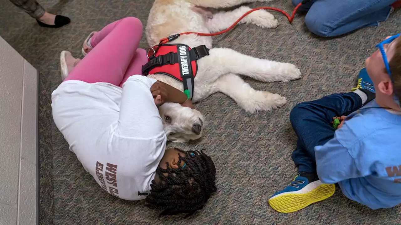 8 very good pups help staff Carmel Clay Schools. Meet Max, Luna and friends