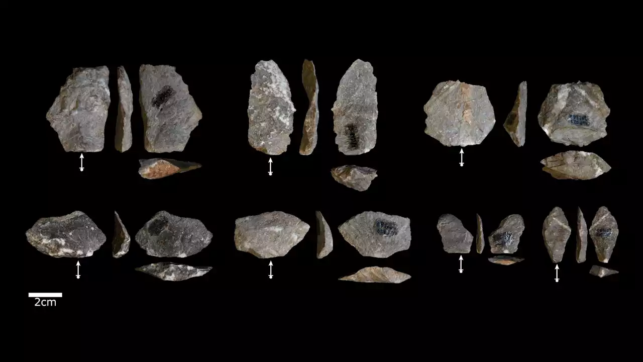 Monkey and human stone tools show astonishing parallels