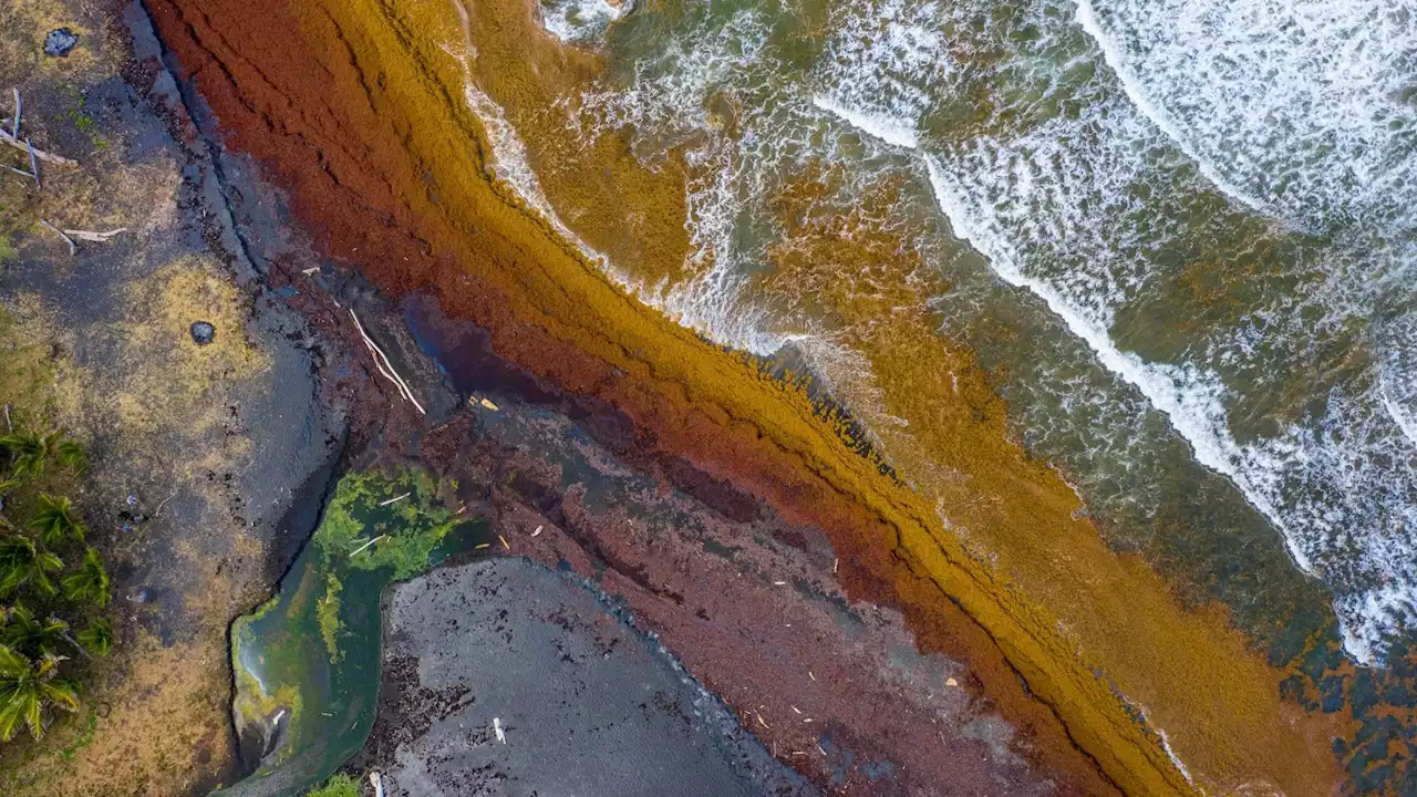 Smelly seaweed spanning 5,000 miles poses menace to Florida beaches