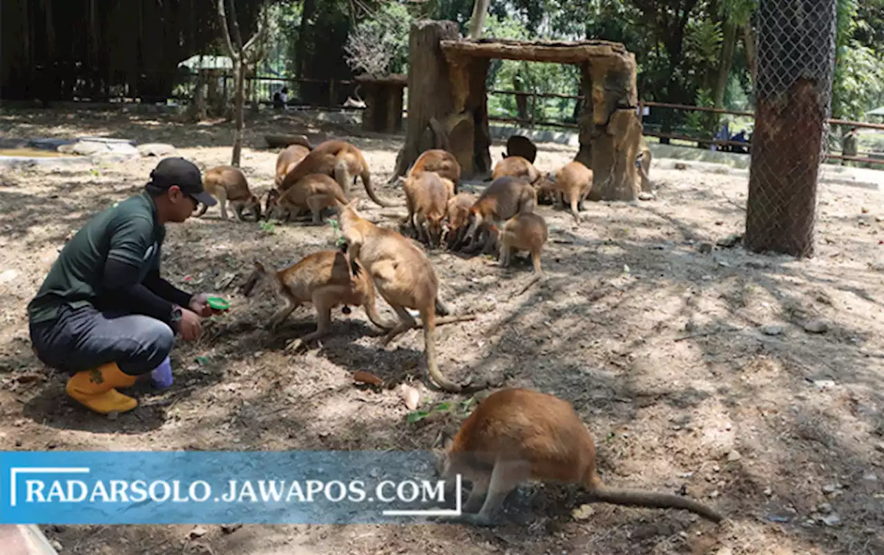 Tak Lolos Fit and Proper Test, Banyak Pegawai TSTJ Tak Tertampung di Solo Safari