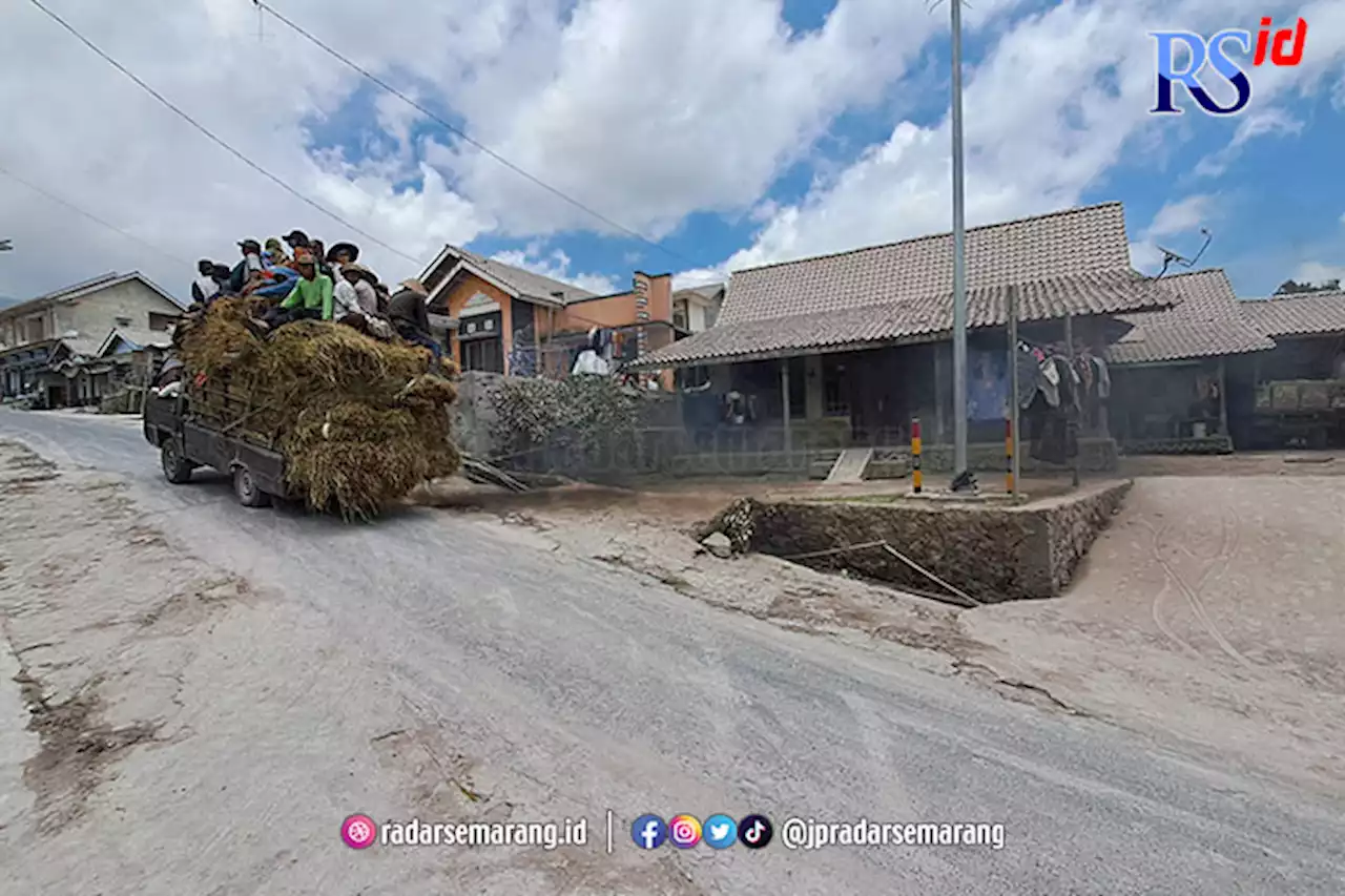 Terdampak Erupsi, Warga Lereng Merapi Harus Cari Pakan Ternak ke Luar Daerah