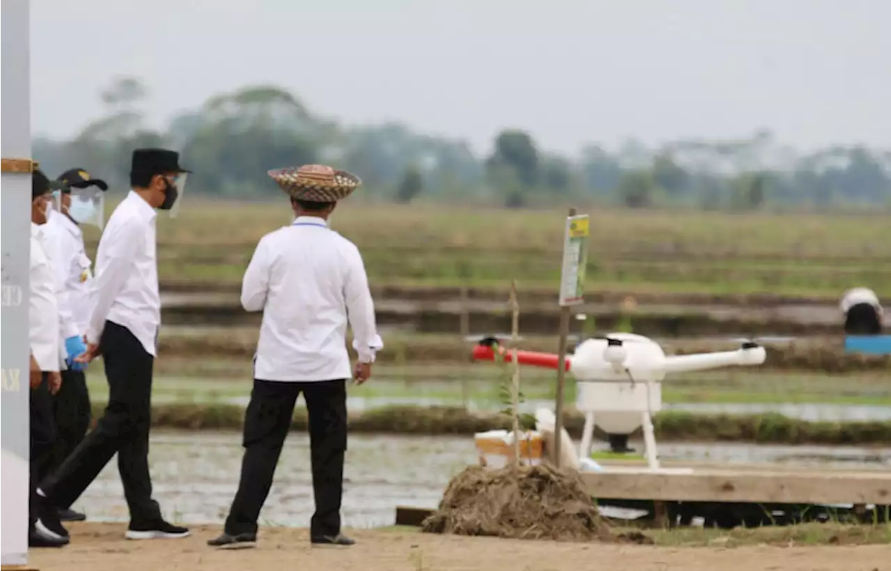 Food Estate Bantu Mencegah Kebakaran Hutan