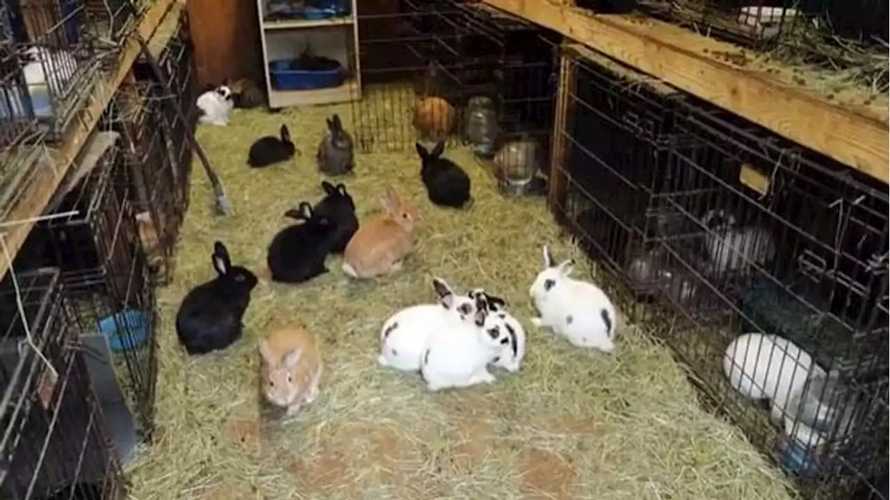 Over 240 rabbits now up for adoption after confiscation from Puyallup property