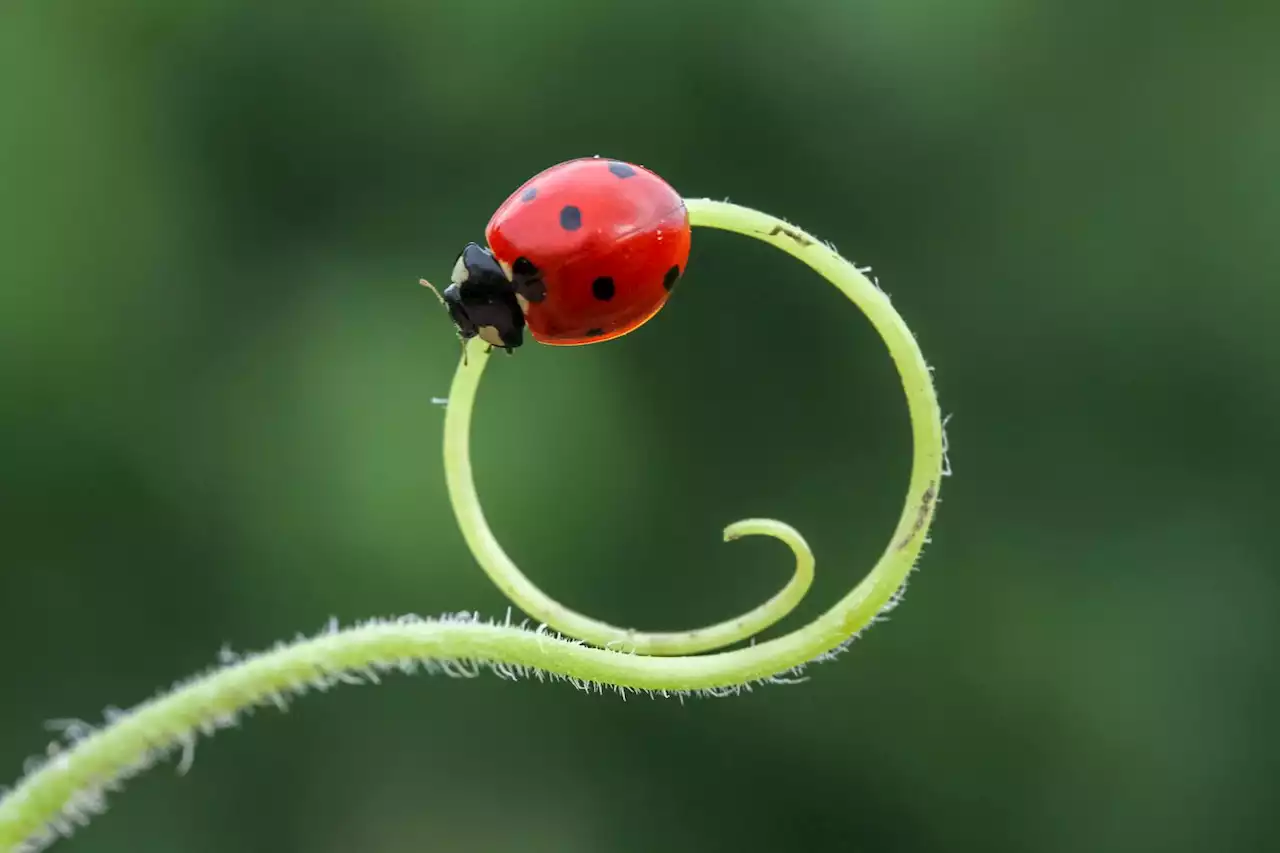 « Nous avons les moyens de protéger la biodiversité, mais nous ne le voulons pas »