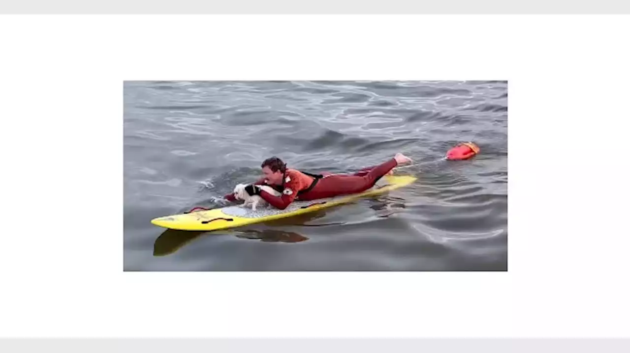 Long Beach lifeguards save dog swimming out to sea