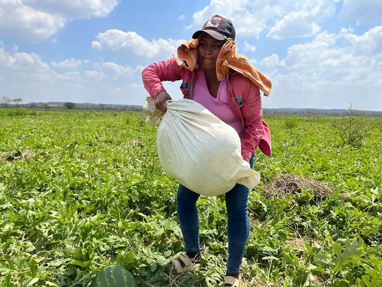 Veracruz: cosechan la sandía en jornadas de 12 horas