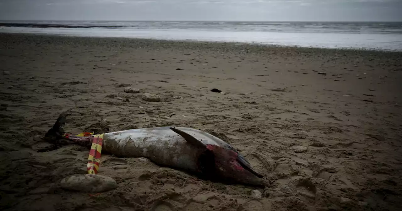 Des dizaines de dauphins échoués sur la côte Atlantique ces derniers jours