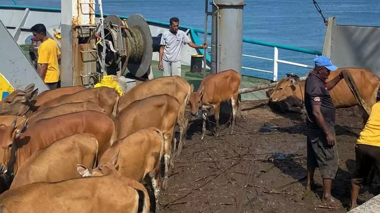 Kemenhub Izinkan Kapal Perintis KM Sabuk Nusantara 34 dan 60 Angkut Ternak di Maluku Barat Daya