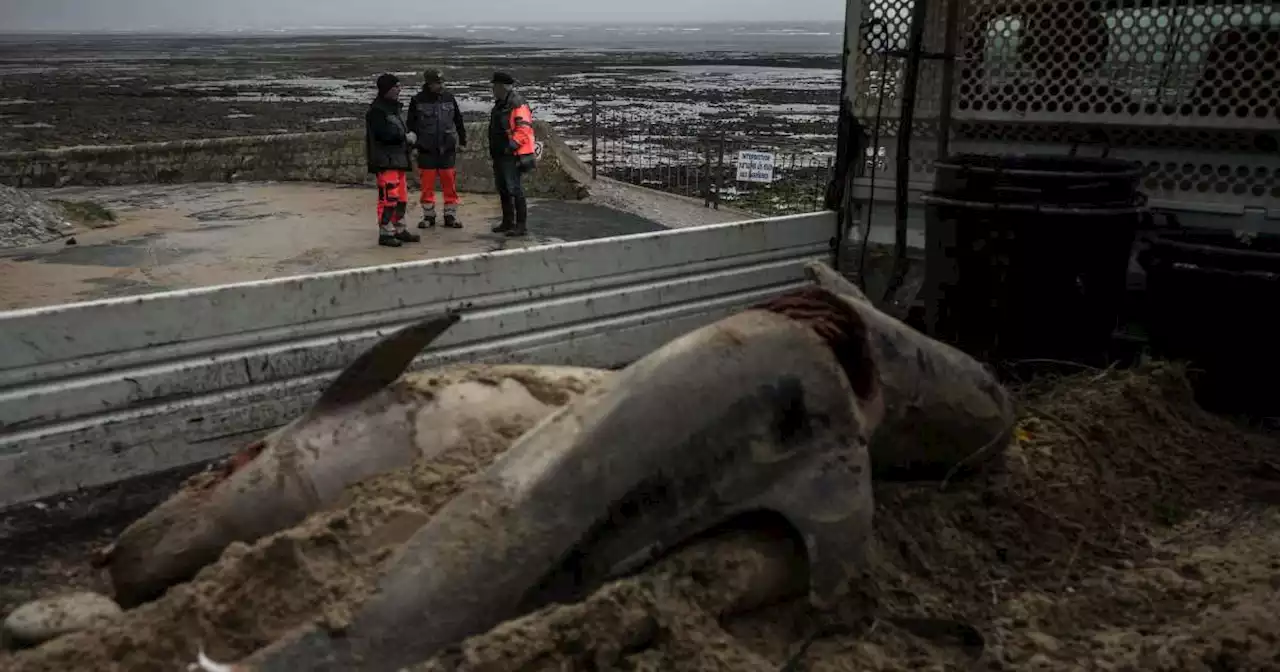 Nouvel échouage « massif » de dauphins sur la côte Atlantique