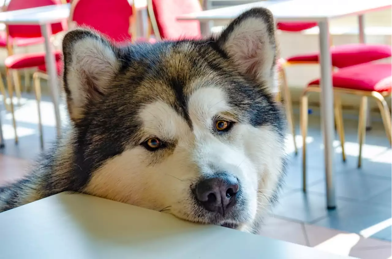 Putting the kibosh on a counter-surfing dog’s food theft