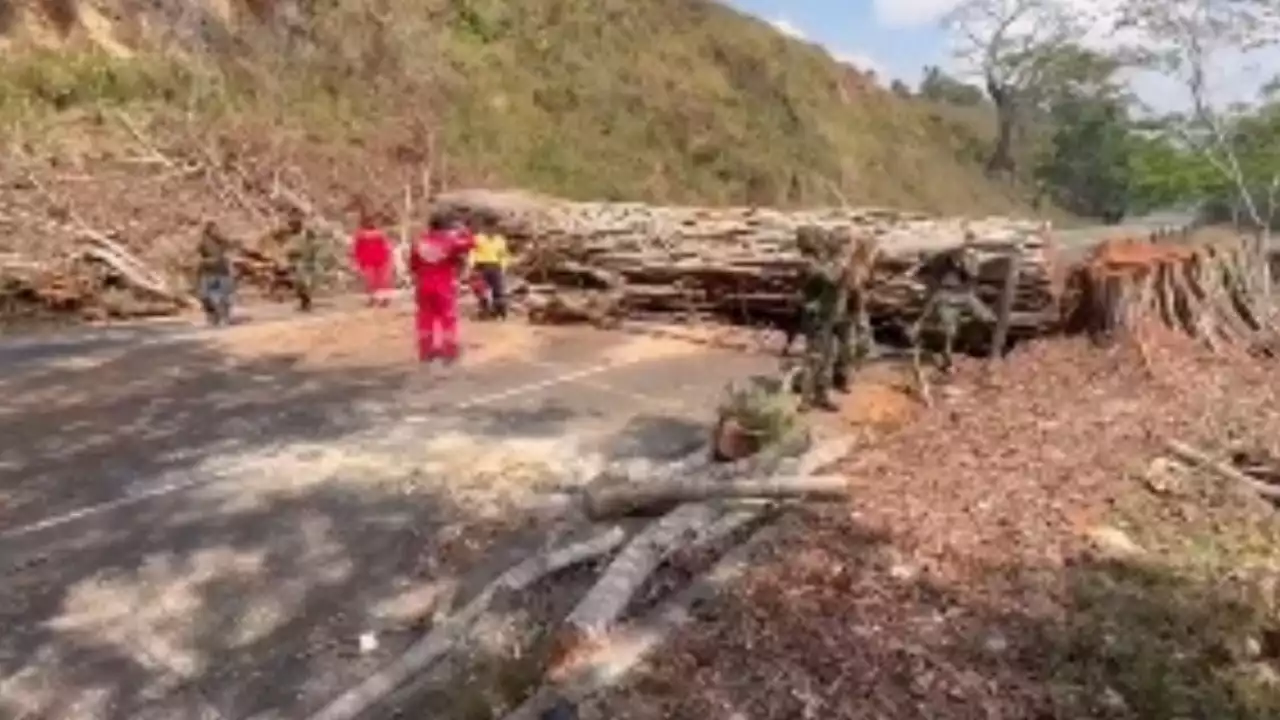 [VIDEO] Militares ayudan a remover árboles que bloquean la vía Cáceres - Tarazá