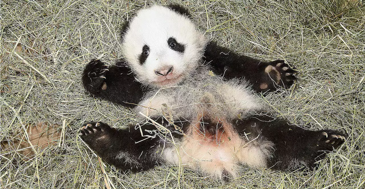 Schönbrunn und die Pandas: Fünf Geburten, ein neuer Mann und eine Sensation