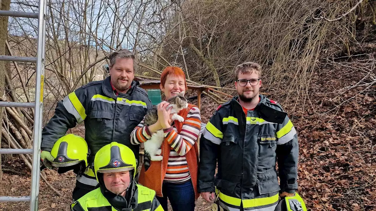 Zwettler Floriani retteten Katze von Baum