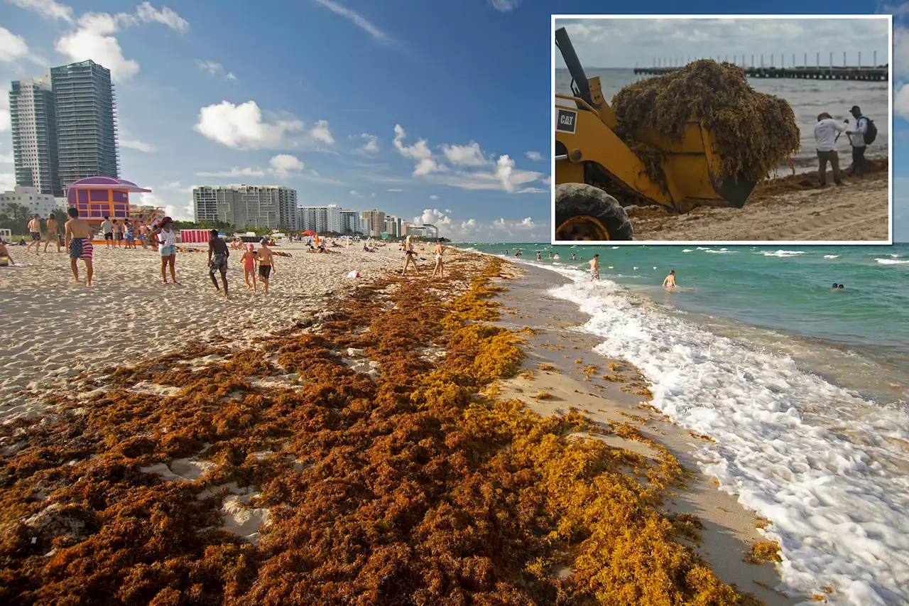 Huge seaweed bloom that can be seen from space threatens Florida beaches