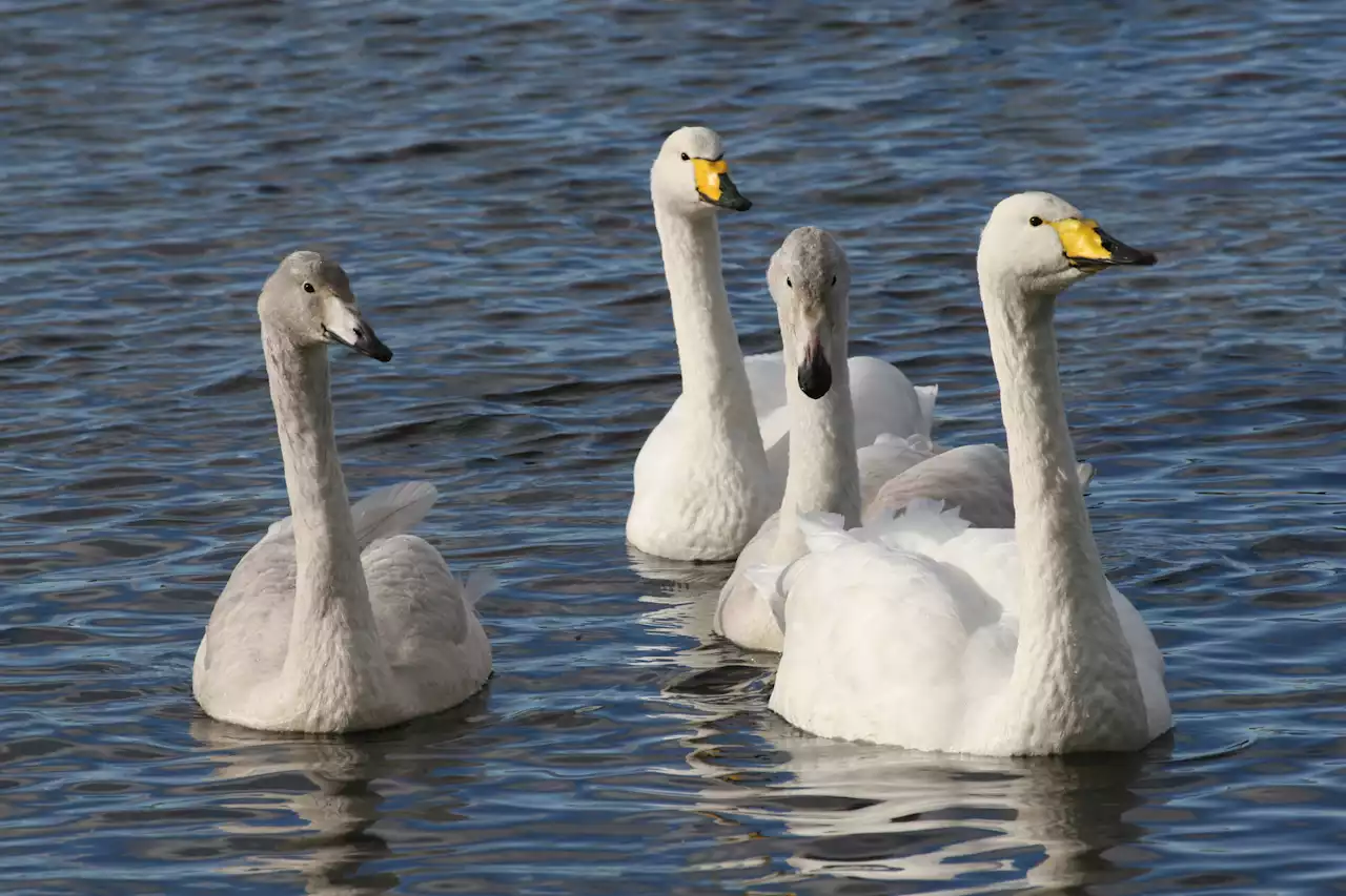 Swan populations grow 30 times faster in nature reserves, shows study