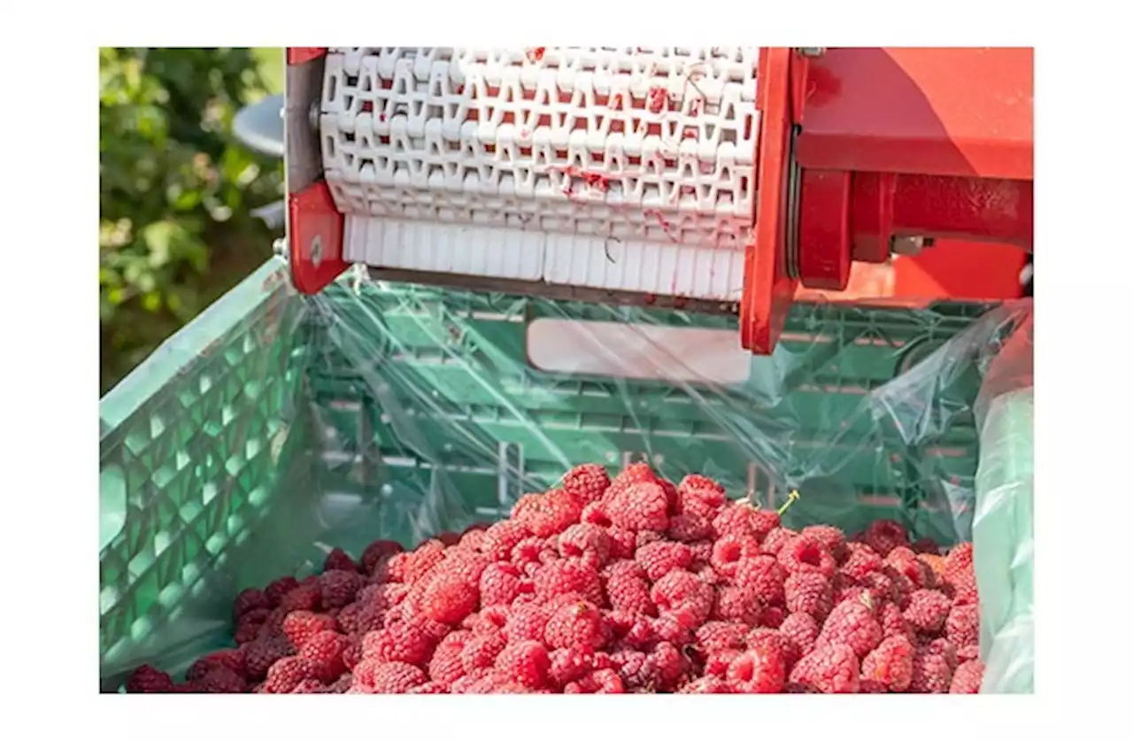 Sirup aus Schweizer Himbeeren