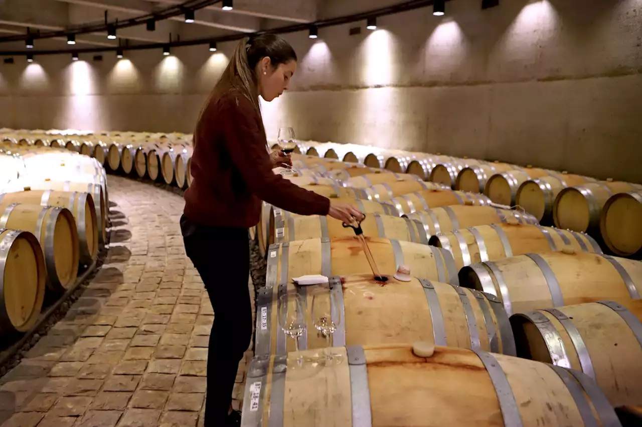 Quiénes son, cómo piensan y más detalles de las mujeres protagonistas del vino argentino - Pulzo