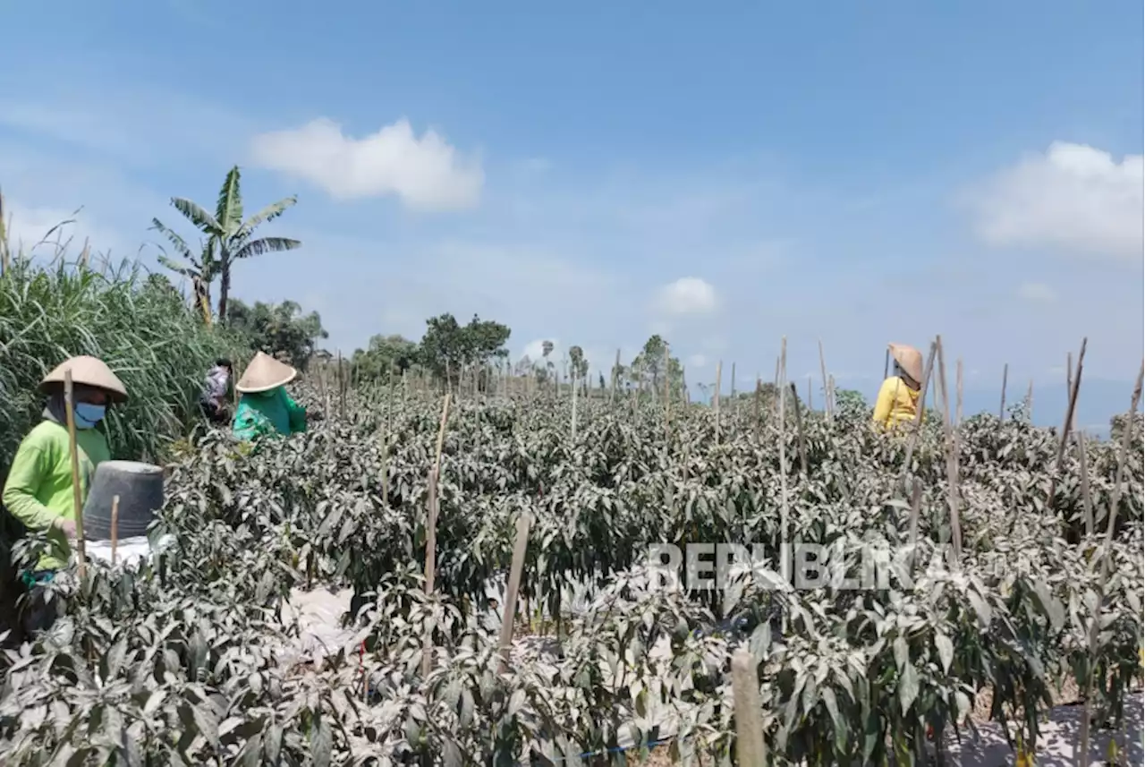 Candi Borobudur Tidak Terkena Hujan Abu Merapi |Republika Online