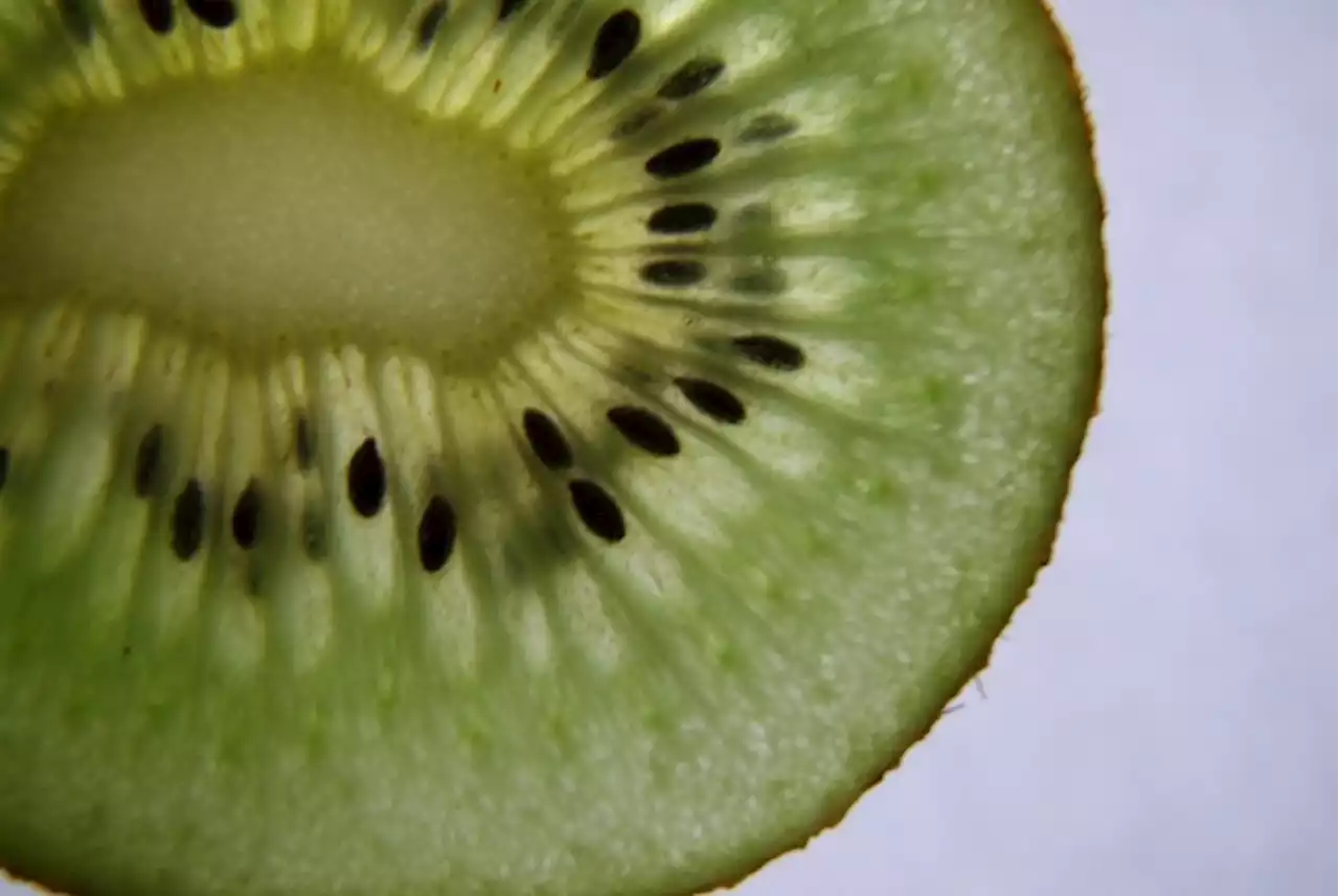 Memilih Kiwi untuk Tambahan Serat Bergizi Saat Puasa