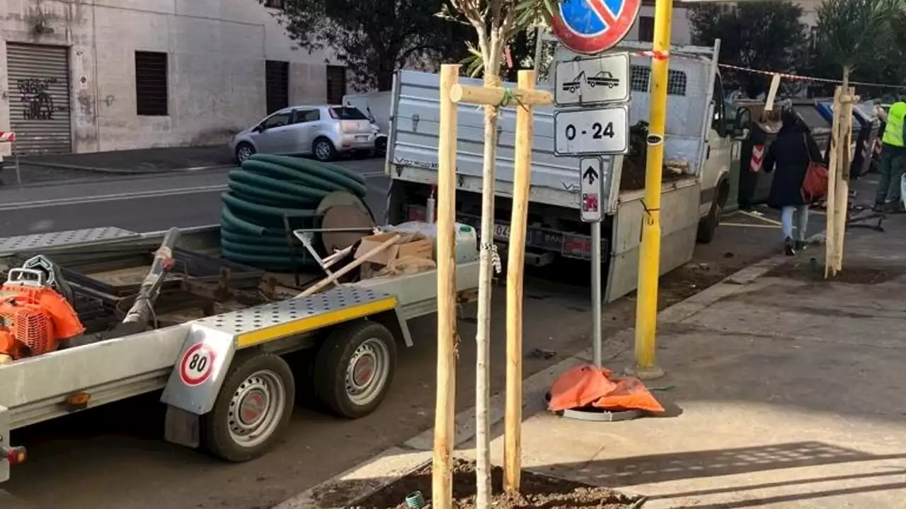 Viale Buozzi torna verde: partita la messa a dimora dei nuovi alberi